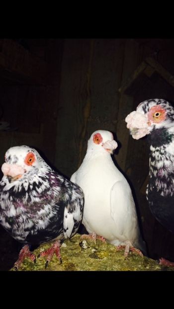 image - Berberi 2019