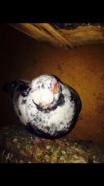 image - Berberi 2019