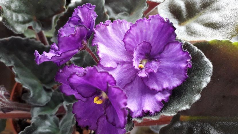  - ZZ Lyons Plum Puding