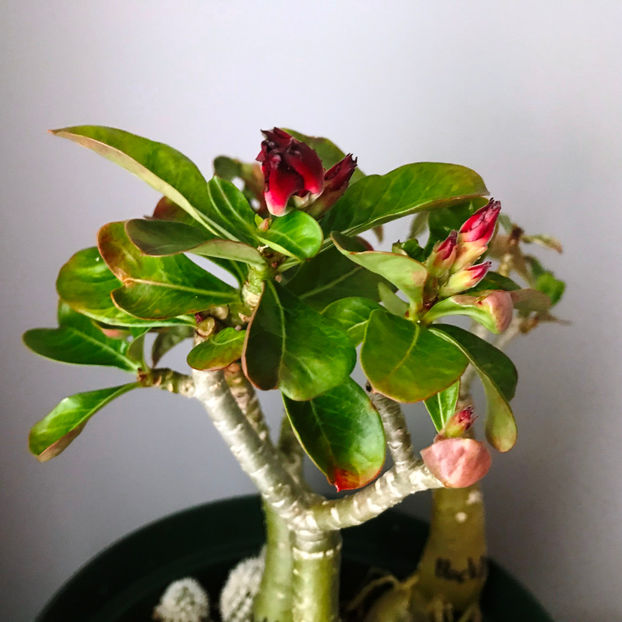  - Plante de interior 2019