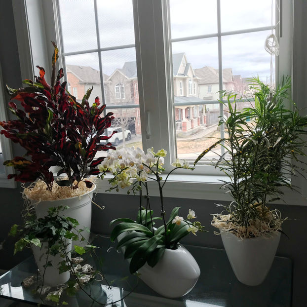  - Plante de interior 2019