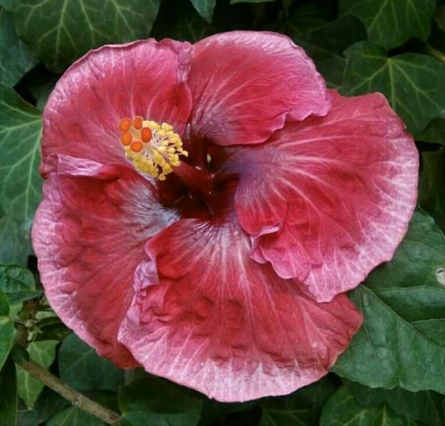  - Hibiscus New Year s Day
