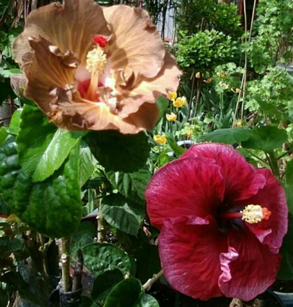  - Hibiscus New Year s Day