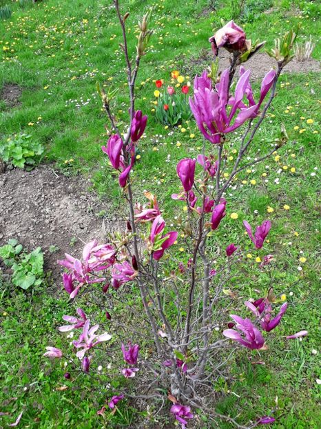  - AAAAA_MAGNOLIA SUSAN 2015_2017_2018_2019_2020_2024_2025