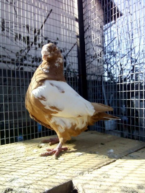 111979089 (1) - Vânduți