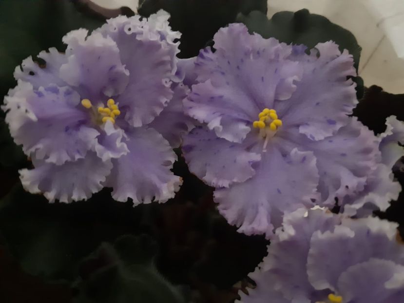 Stormy Wather - ZZ Stormy Wather