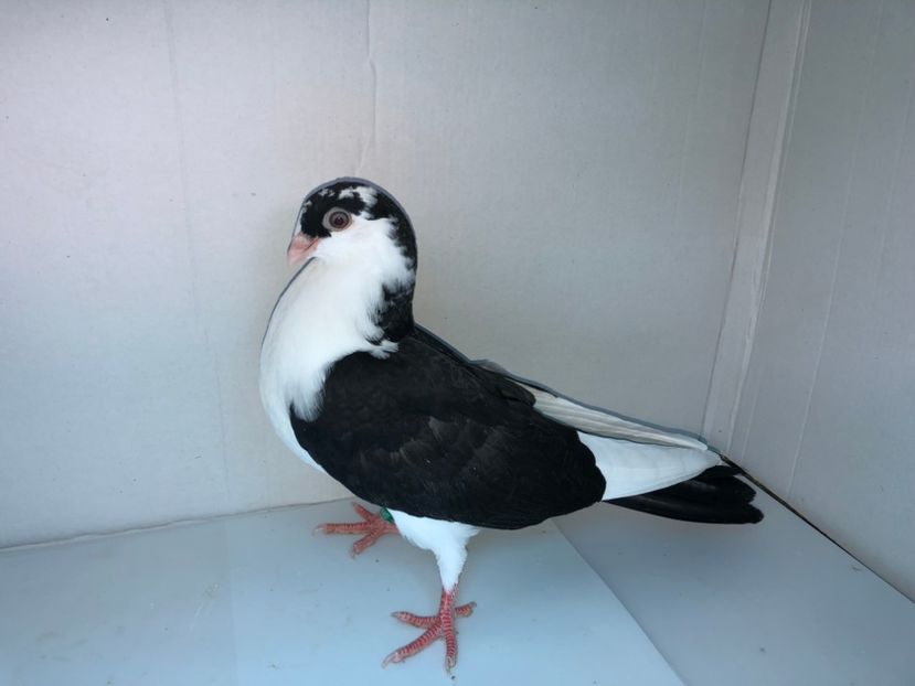 6807  mascul  2019_3 - tineret 2019