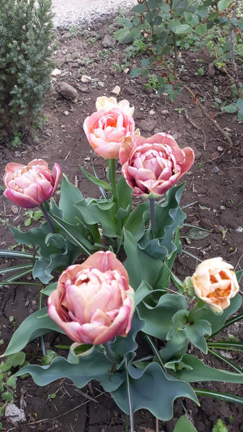  - Gradina primavara 2019