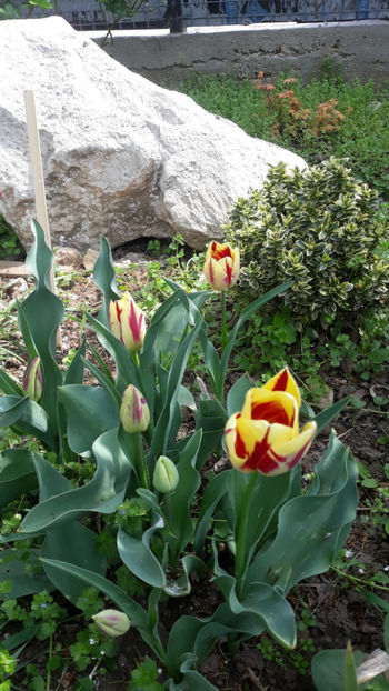  - Gradina primavara 2019