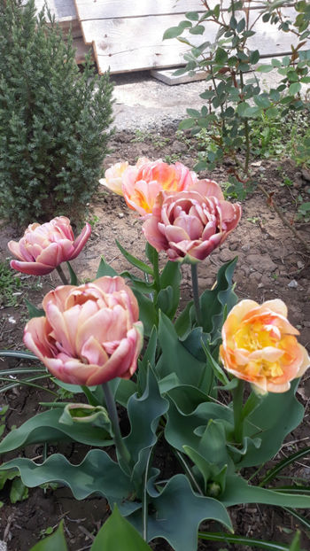  - Gradina primavara 2019