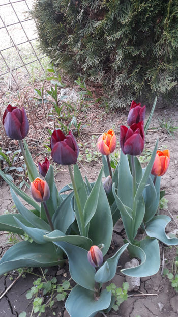  - Gradina primavara 2019
