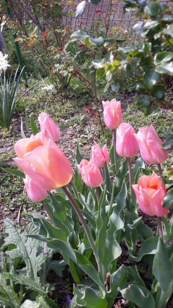  - Gradina primavara 2019