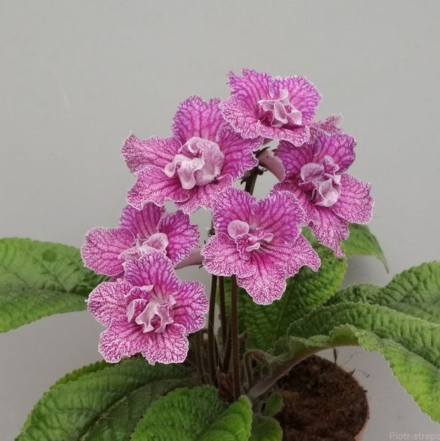 Frodo - streptocarpusi 2019