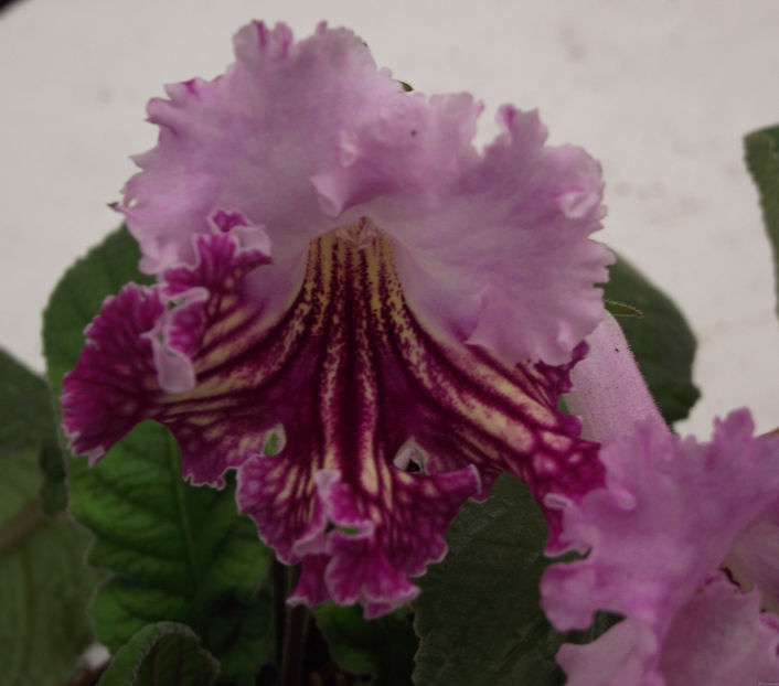 Telma - streptocarpusi 2019