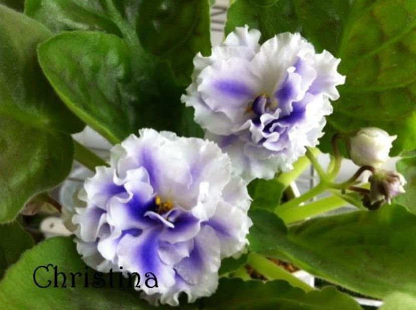 RS Magic Spring - Caut - Cumpar 2019