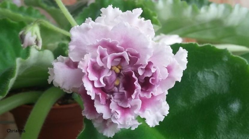 RS Gercoginia Liuks - Caut - Cumpar 2019