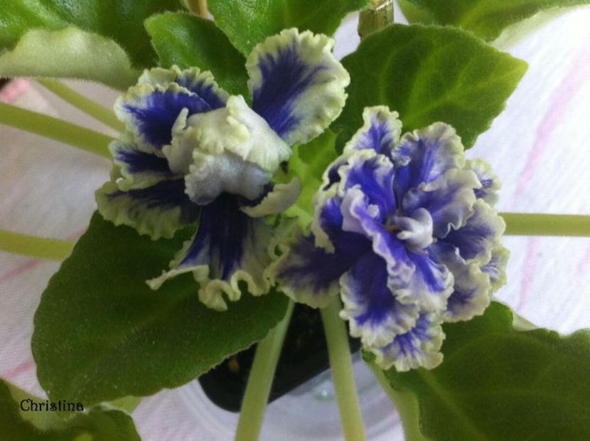 Bewitching Blue - Caut - Cumpar 2019