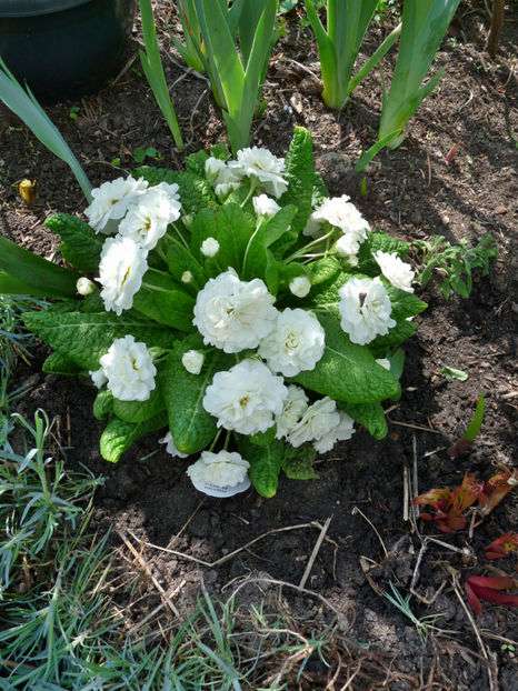  - 2019 - 01 - Primavara