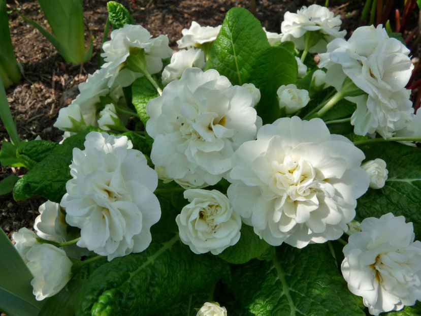  - 2019 - 01 - Primavara