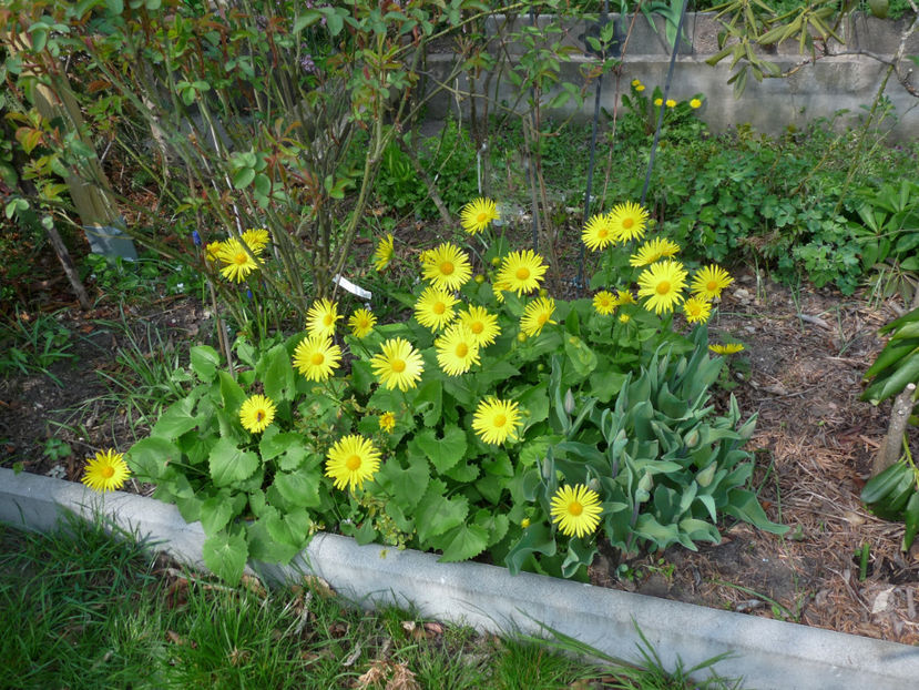  - 2019 - 01 - Primavara