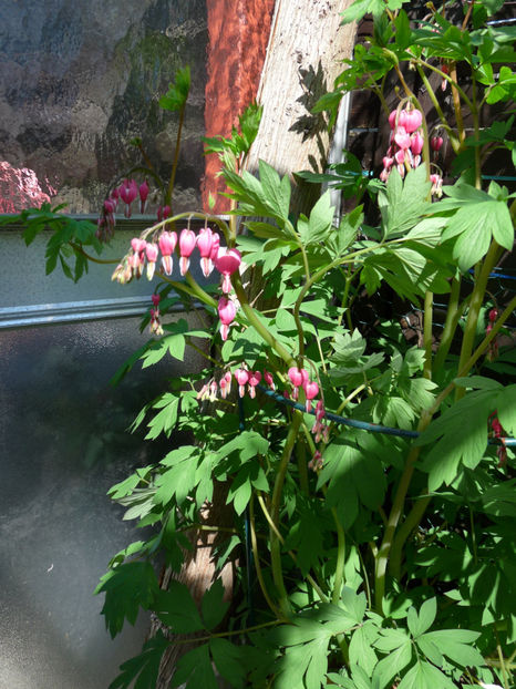  - 2019 - 01 - Primavara