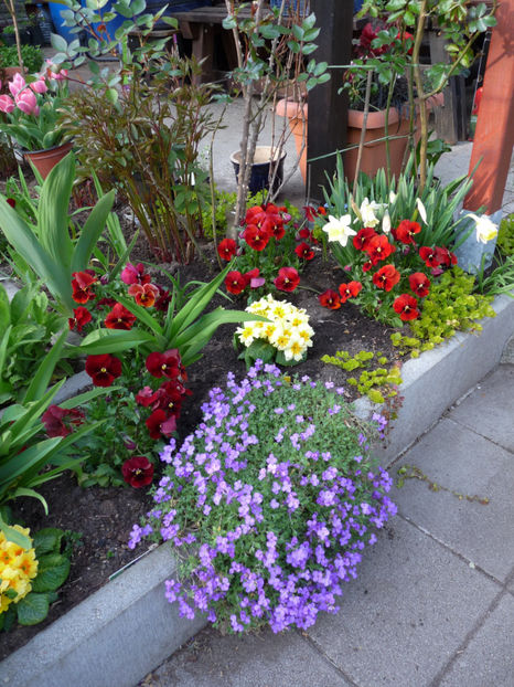  - 2019 - 01 - Primavara