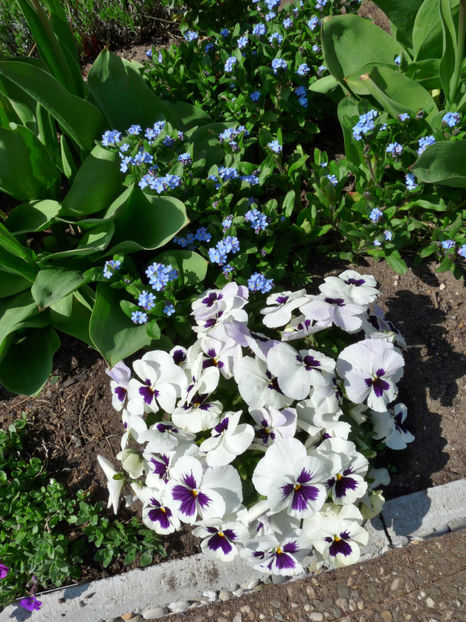  - 2019 - 01 - Primavara