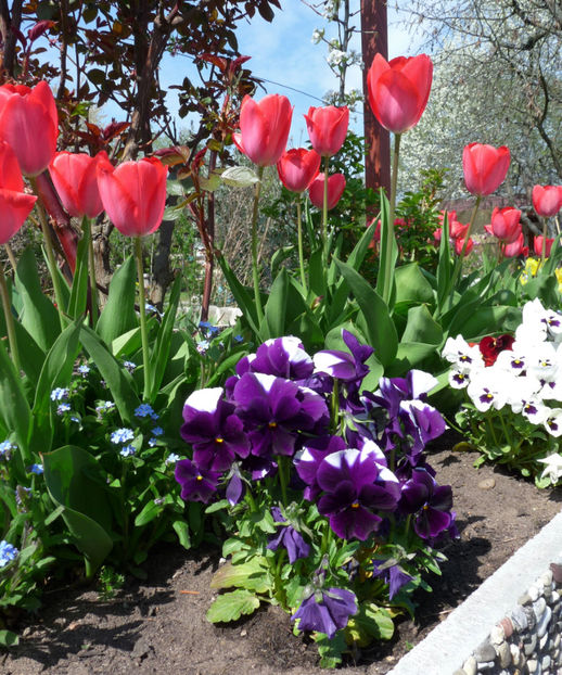  - 2019 - 01 - Primavara