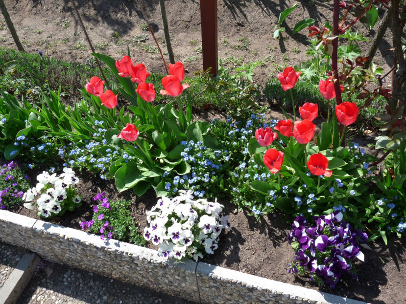  - 2019 - 01 - Primavara