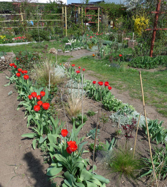  - 2019 - 01 - Primavara