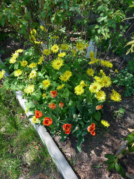  - 2019 - 01 - Primavara