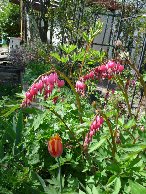  - 2019 - 01 - Primavara