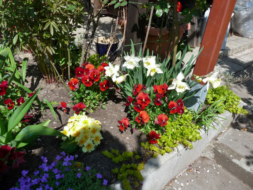  - 2019 - 01 - Primavara