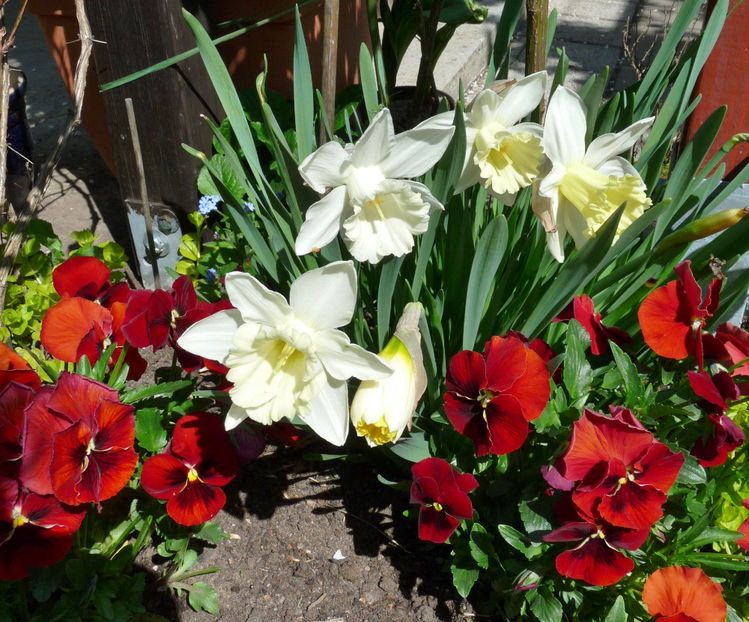  - 2019 - 01 - Primavara