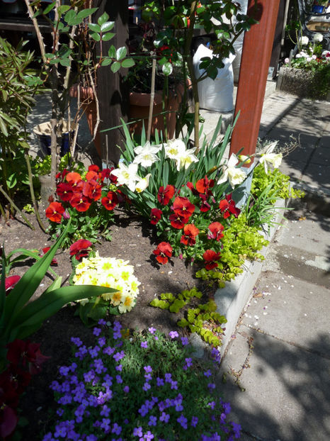  - 2019 - 01 - Primavara