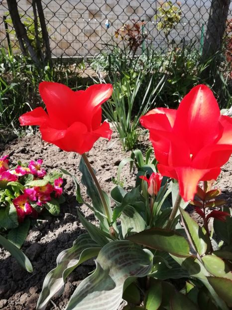 22.04 - gradina 2019
