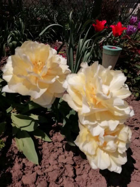 22.04 - gradina 2019