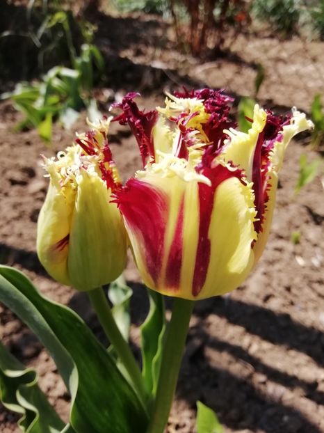 22.04 - gradina 2019