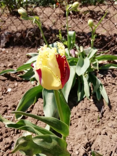 22.04 - gradina 2019