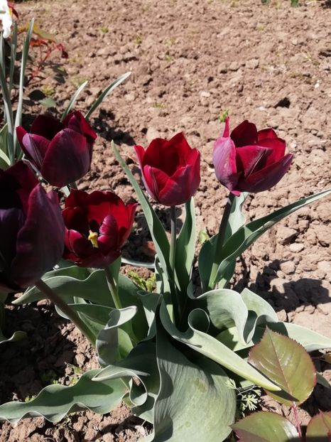 22.04 - gradina 2019