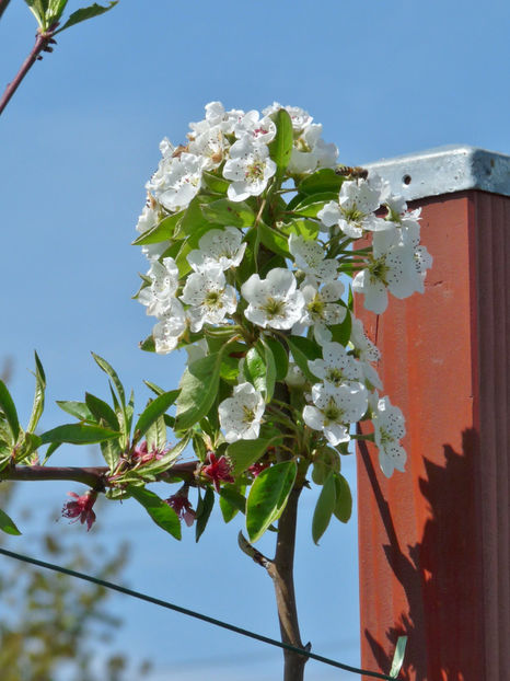  - 2019 - 01 - Primavara