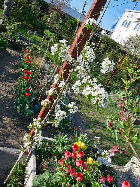  - 2019 - 01 - Primavara