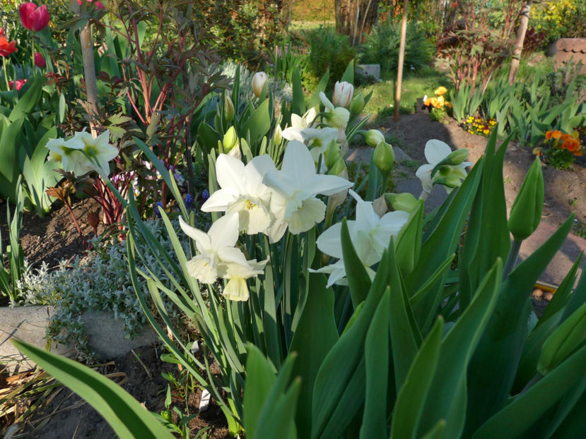  - 2019 - 01 - Primavara