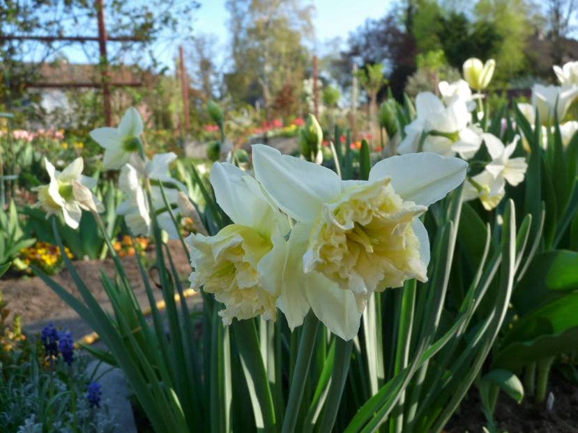  - 2019 - 01 - Primavara