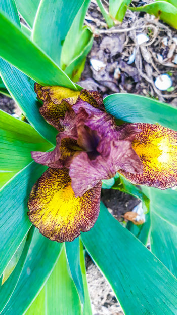 Iris 4 - Irisi