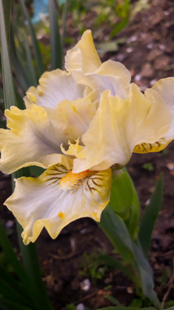 Iris 7 - Irisi