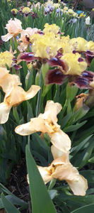 Iris 15 - Irisi