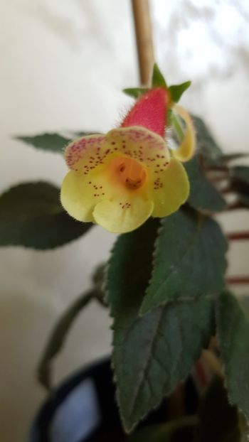 Ni's Samas - 2019 Album Kohleria