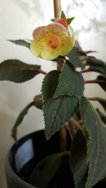 Ni's Samas - 2019 Album Kohleria