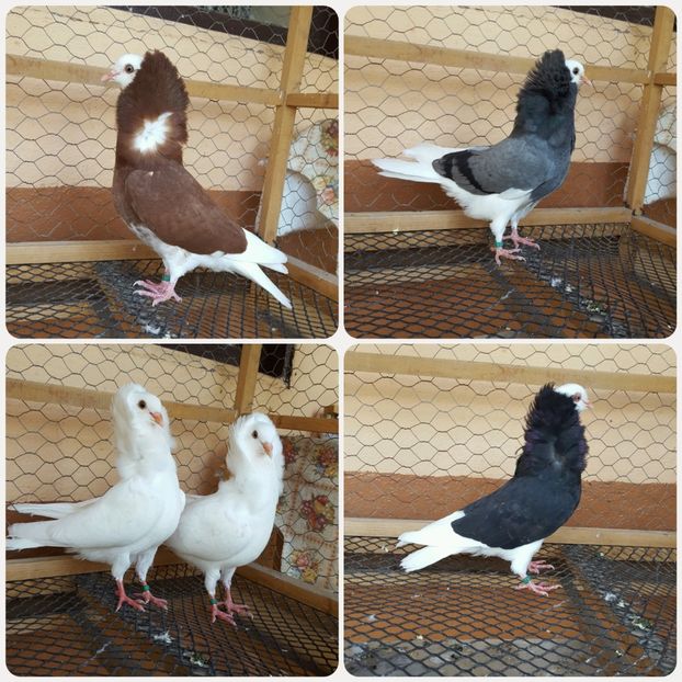  - Tineret capucini 2019